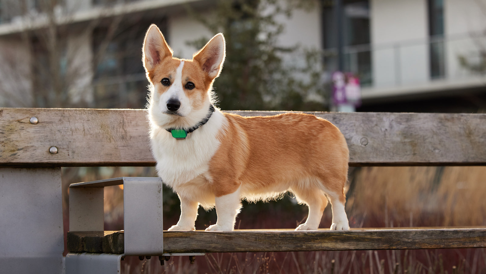 Tile Dog Tracker vs. Sleepets AirPaw: Was ist besser für Ihren Hund?
