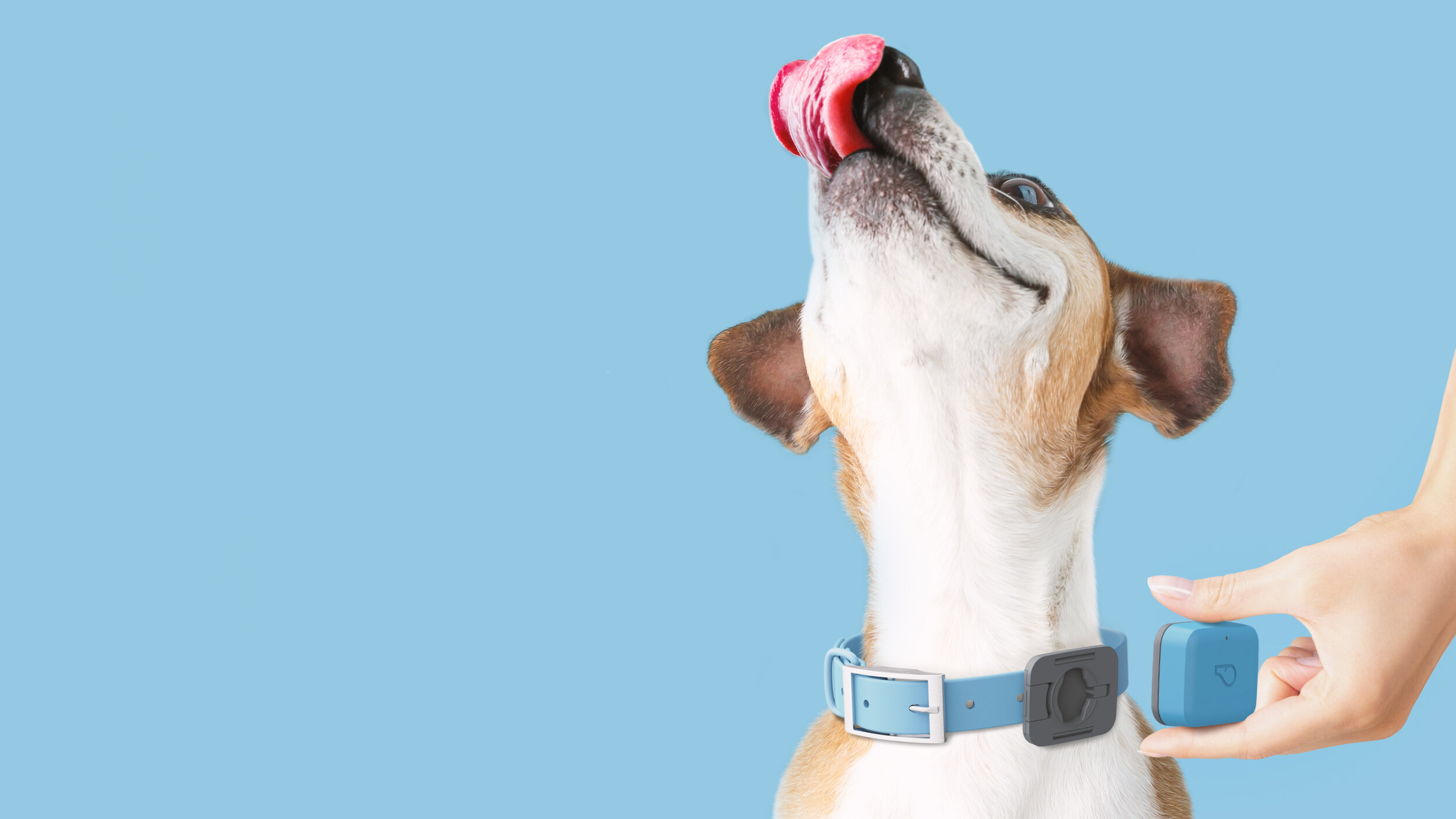 Whistle Dog Tracker Review: A Deep Dive into Modern Pet Monitoring
