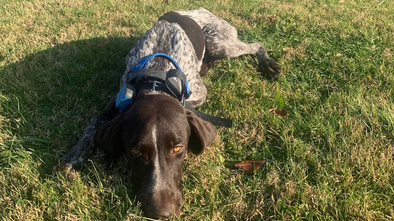 Garmin vs. Sleepets AirPaw: A Comprehensive Guide for Pet Owners
