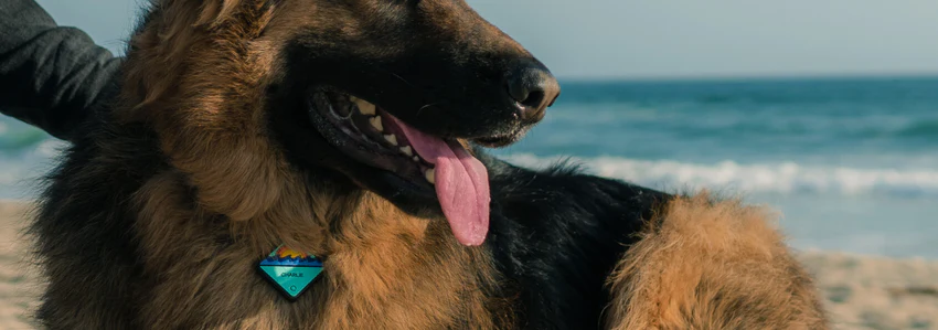 QALO Dog Tracker x Sleepets AirPaw: Review and Compare