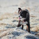 AirPaw Bro Dog Tracker QR Code — Include AirTag Chip (Apple Find My) - 13