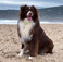 Sleepets Pets Dog Tag Tracker QR Code - Works with Apple Find My - 6