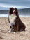 AirPaw Doggo Dog Tracker QR Code — Include AirTag Chip (Apple Find My) - 6