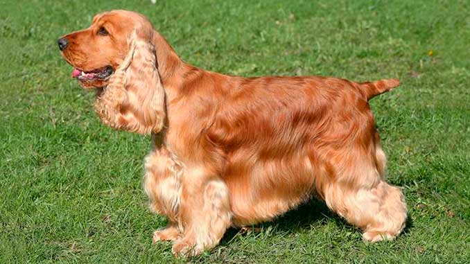 Cocker Spaniel