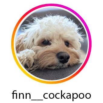 Finn