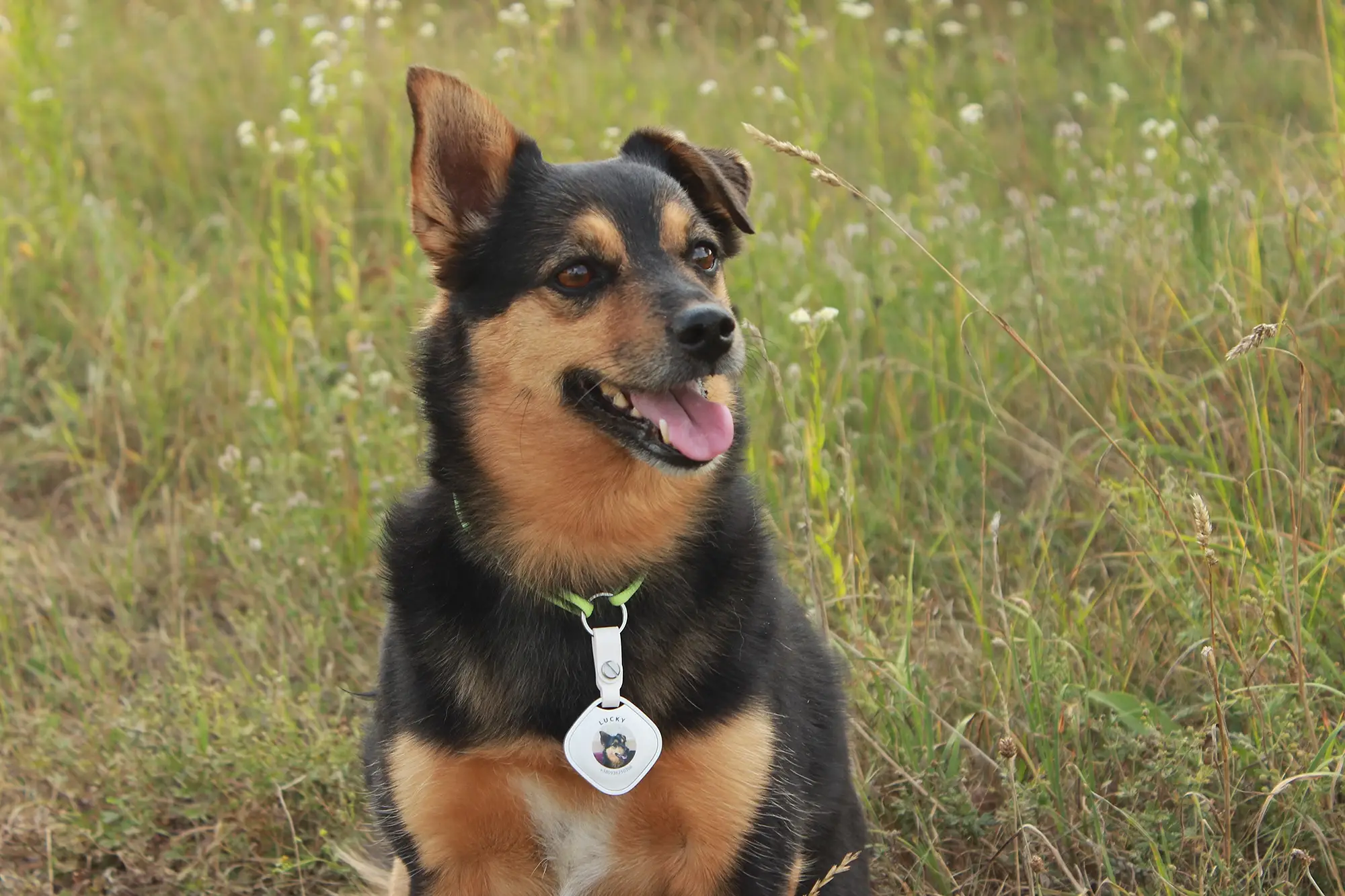 Новинка для ваших Pets &mdash; Огляд трекера для собак Sleepets Tag з підтримкою FindMy