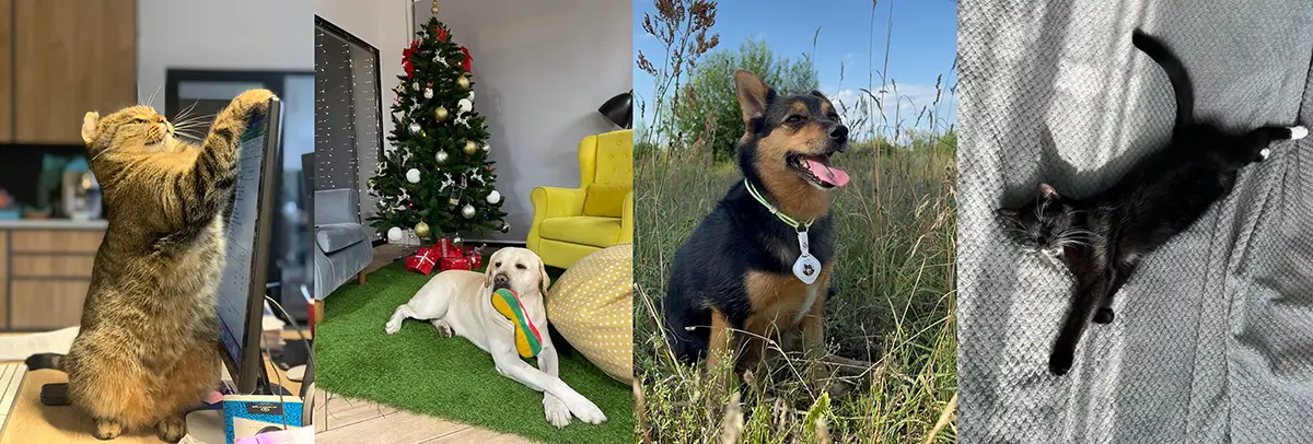 Новинка для ваших Pets &mdash; Огляд трекера для собак Sleepets Tag з підтримкою FindMy