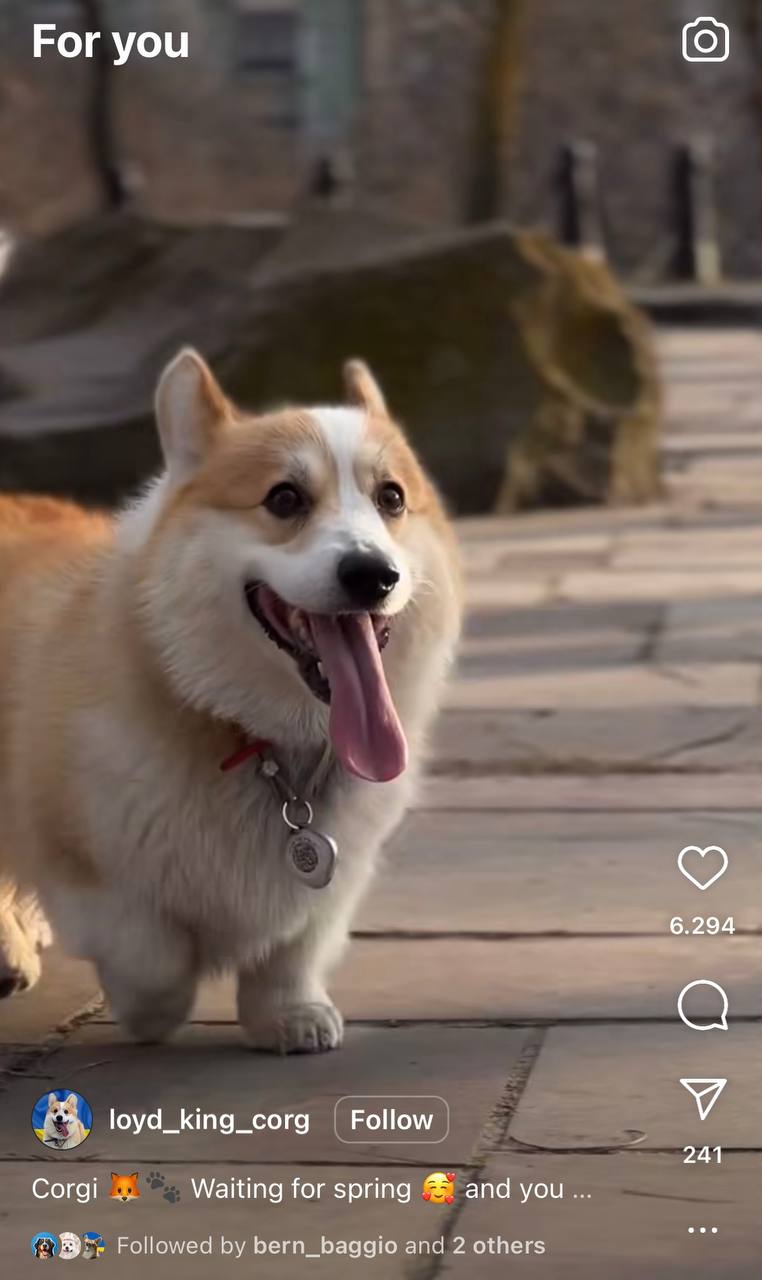 AirPaw 맞춤형 강아지 추적기 QR 코드 &mdash; AirTag 칩 포함 (Apple Find My)