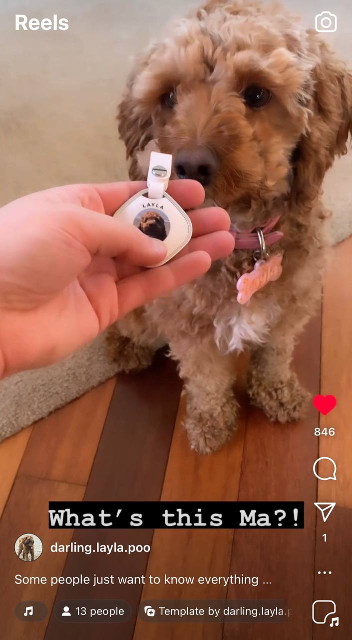 AirPaw 맞춤형 강아지 추적기 QR 코드 &mdash; AirTag 칩 포함 (Apple Find My)